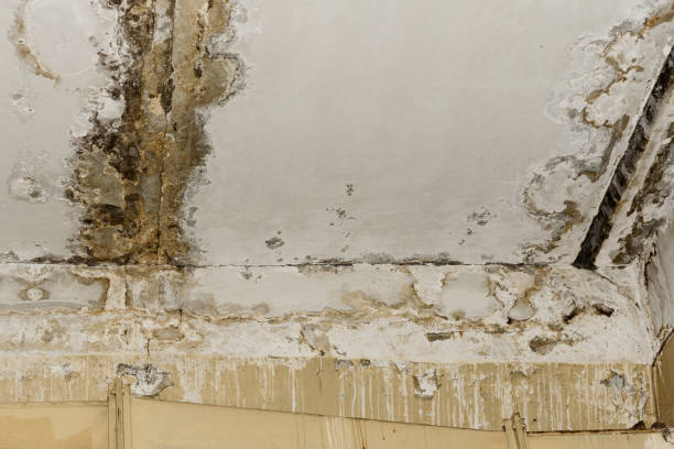 Forensic Mold Investigation in Tallmadge, OH